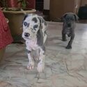 Great Dane Male Pup (Blue Harlequin Color)-0