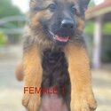 2months German Shepherd for adopt (Tan-0129555281)-1