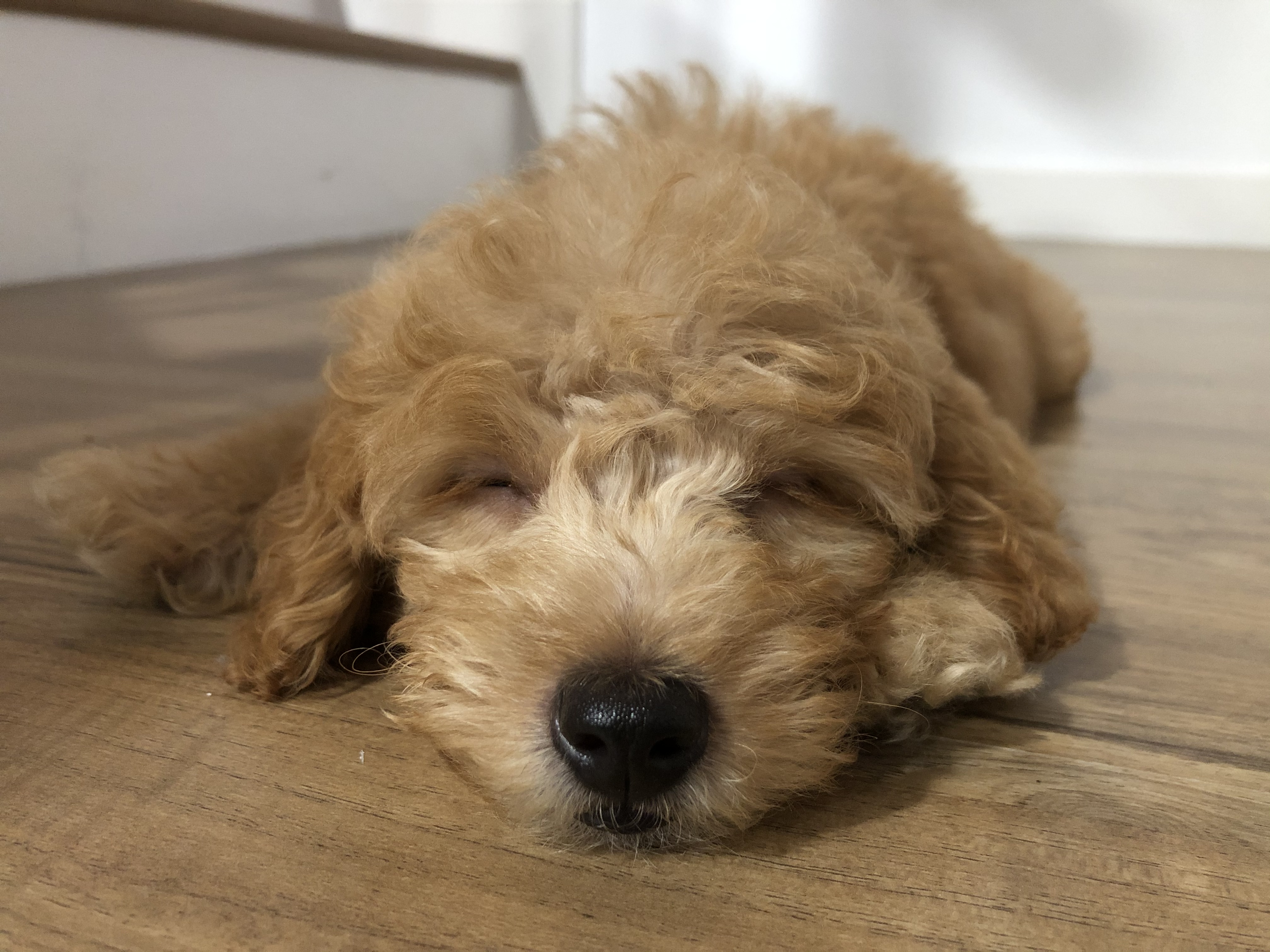 Mix Female Poodle Puppy for Sale