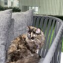 Persian female tortoishell couloured-3