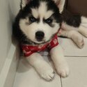 Wooly Husky Pure Breed (Black)-0