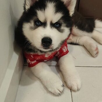 Wooly Husky Pure Breed (Black)