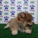 Pomeranian mix Corgi -2