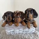 Dachshund Puppies for sale|WHATSAPP ONLY +60102795317