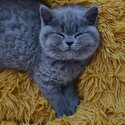 British shorthair kittens males and females-4