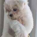 Maltese Puppy For Sale Malaysia (019 - 480 6689 Grace) -2