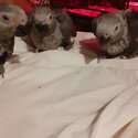 Handfed Congo African Grey Parrots-2