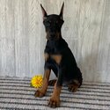 European Doberman Puppies For Sale-4