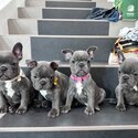 French Bulldog Puppy For Sale Malaysia (Imported lineage) (019 - 480 6689 Grace) -0