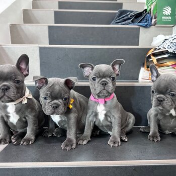 French Bulldog Puppy For Sale Malaysia (Imported lineage) (019 - 480 6689 Grace) 