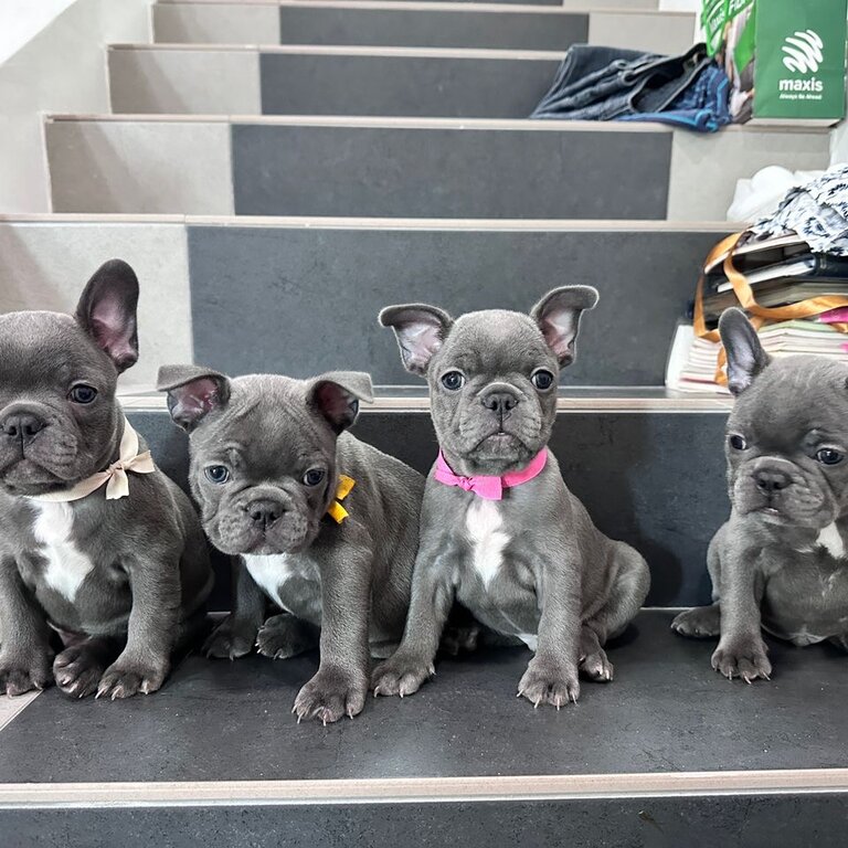 French Bulldog Puppy For Sale Malaysia (Imported lineage) (019 - 480 6689 Grace) 