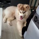 Cute Puppy Husky Looking for New Home-5