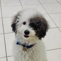 Friendly puppy poodle -3