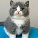 British shorthair Kittens-0