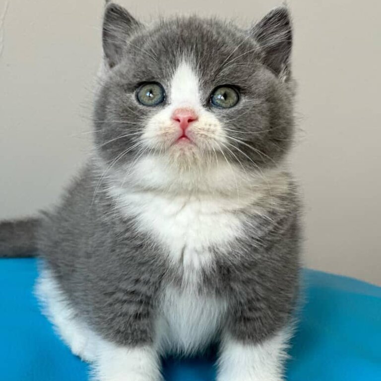 British shorthair Kittens