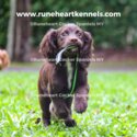 Working English Cocker Spaniels (Gold/Chocolate/Black)-0