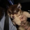 Pomsky Male Puppy -5