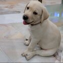 Last Male &amp; Female Homebreed Champion Bloodline Labrador Puppies -1