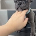 French Bulldog Puppy For Sale Malaysia (Imported lineage) (019 - 480 6689 Grace) -2