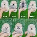 Pomeranian Puppies-0