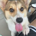 pembroke whelsh corgi for sale-3