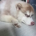 Cute Puppy Husky Looking for New Home-1