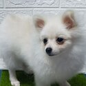 pomeranian-3