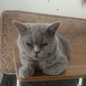 Gorgeous British Shorthair – in Your Loving Home!-0