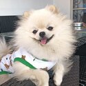 Pomeranian dog -1