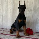 European Doberman Puppies For Sale-2