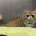 Flatface Persian Up for Adoption/Rehome-4