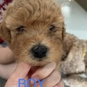 Pure Cute Home Breed Toy Poodle-0