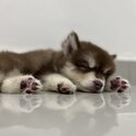 Pomsky Male Puppy -1