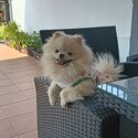 Pomeranian dog -3