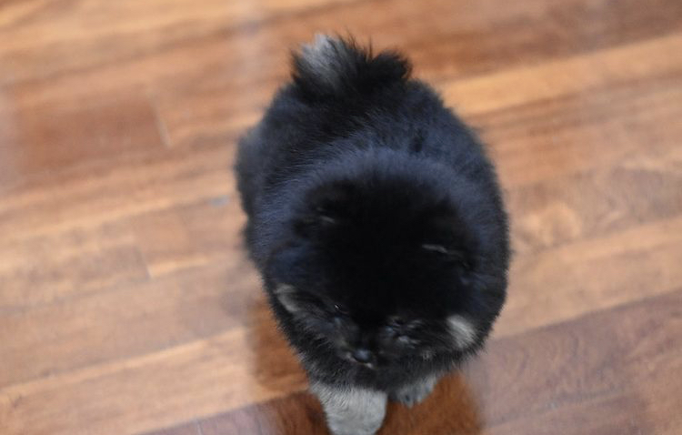 Rare High Quality Black Tan Pomeranian with MKA Cert and Microchip