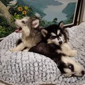 Wooly Husky Puppy For Sale Malaysia (019 - 480 6689 Grace) -2