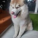 Cute Puppy Husky Looking for New Home-0