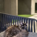 Persian female tortoishell couloured-4