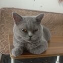 Gorgeous British Shorthair – in Your Loving Home!-3