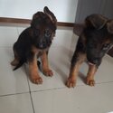 German shepherd puppies -2