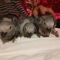 Handfed Congo African Grey Parrots-1