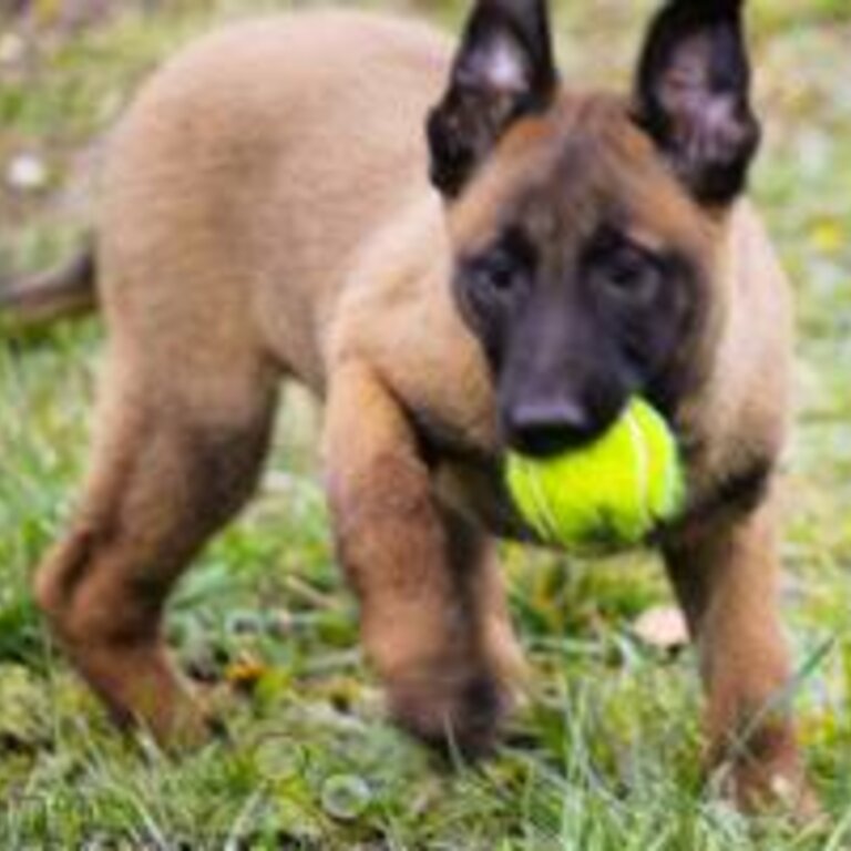 belgian malinois