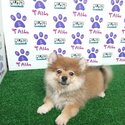 Pomeranian mix Corgi -4