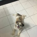 Shih Tzu for Adoption-0