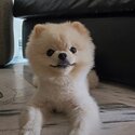 Pomeranian dog -2