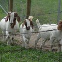 Goats, Sheep, Catles, Buffalo, -1