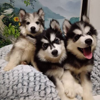 Wooly Husky Puppy For Sale Malaysia (019 - 480 6689 Grace) 