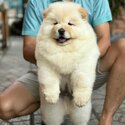 Chow Chow Puppy For Sale Malaysia (Imported from Vietnam) (019 - 480 6689 Grace) -2