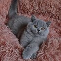 British shorthair kittens males and females-3