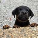 Adorable Rottweiler Puppies for Sale – Cheras, Selangor-2